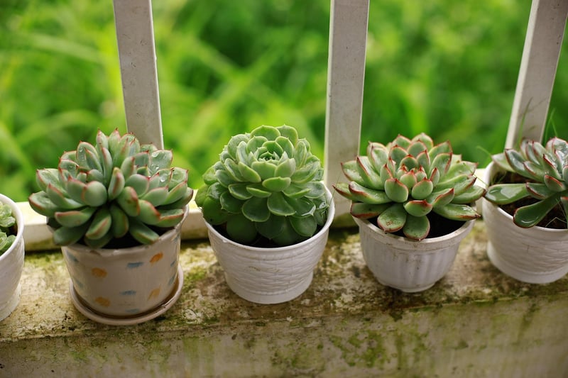 Balcony Greenery